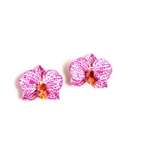 May include: Two pink and white orchid flowers with yellow centres, isolated against a white background.