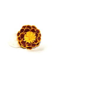 May include: A single marigold flower with yellow petals and dark brown edges. The flower is in focus and the background is white.