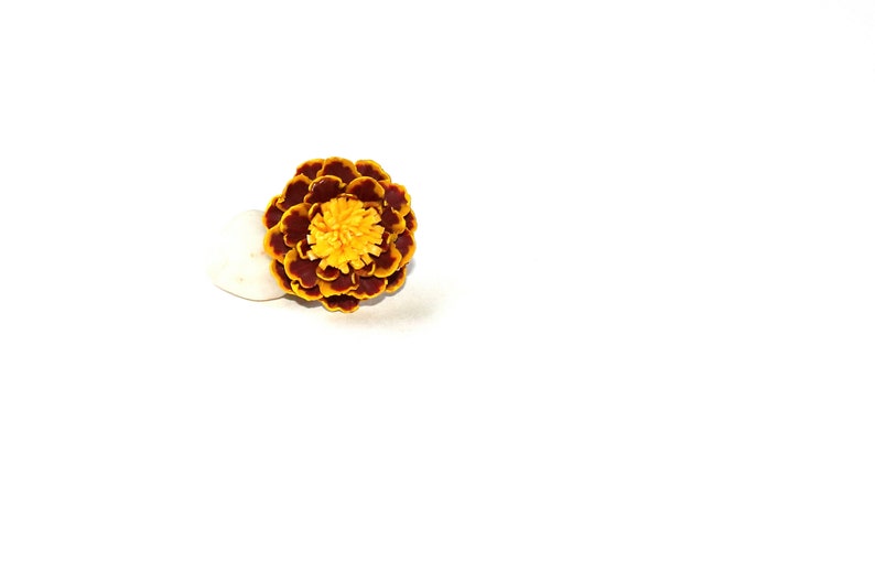 May include: A single marigold flower with yellow petals and dark brown edges. The flower is in focus and the background is white.