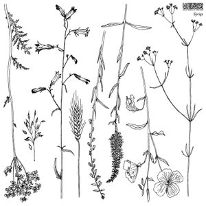 May include: Black and white line art illustration of various sprigs and wildflowers. The image features detailed botanical drawings of different plant stems, flowers, and leaves. The word "Sprigs" is written in the upper right corner.