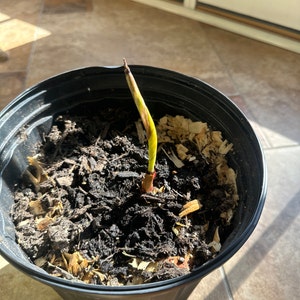 Patricia ha añadido una foto de su compra