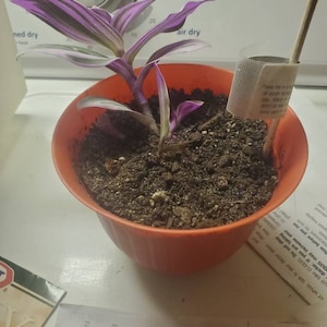 Karen adicionaram uma foto da sua compra