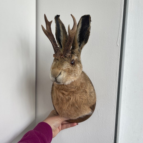 REAL Jackalope Taxidermy Mount: Rabbit Head With Horns for Alternative ...