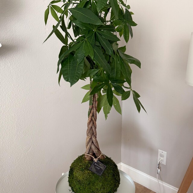 swiss cheese monstera care Monstera Deliciosa 