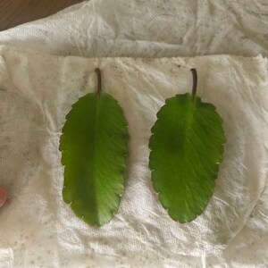 Jamie ha añadido una foto de su compra