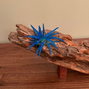 Air Plant Xeric Variety Mix of 10 Airplant, Tillandsia, Wholesale, Bulk ...