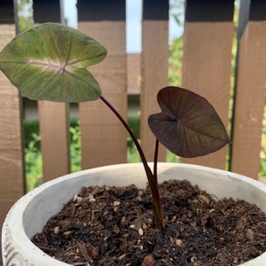 Shanna ha añadido una foto de su compra