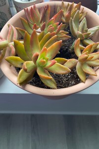 large wide Rare Crested mermaid tail / Fishtail Euphorbia Cutting | Unique Succulent | Live Plant