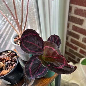 Tina added a photo of their purchase