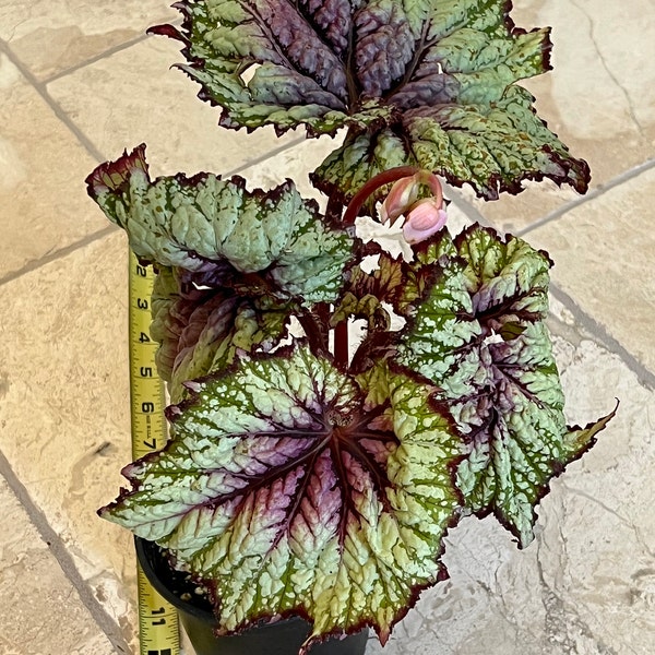 Rex Raptor Blush Rex Begonia 'royal Blush' - Etsy