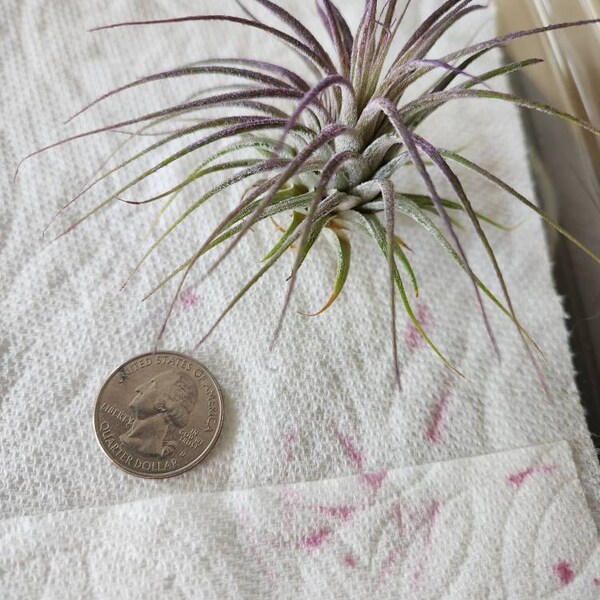 Earthlingz Ionantha Air Plant Kit - Living Plant With Character Pot & Sticker Accessories