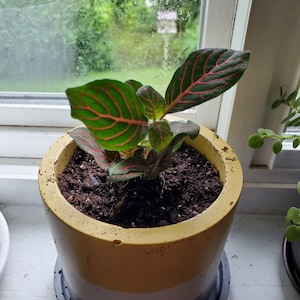 Comprador de Etsy ha añadido una foto de su compra