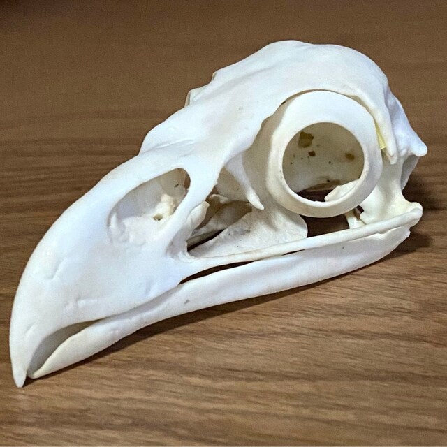 ハクトウワシの頭蓋骨レプリカ（博物館品質） - Etsy 日本