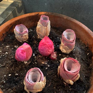 Cheri hat ein Foto des gekauften Artikels hinzugefügt