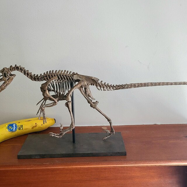 ヴェロキラプトル 骨格モデル No.001 ヴェロキラプトル 骨格モデル No