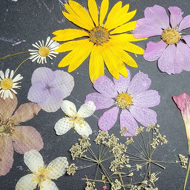Dried Pressed Flowers for Crafts Pressed Flowers Mix Pack Dry Pressed  Flower Art Dried Real Flowers Card Making 145x106mm HM1031 