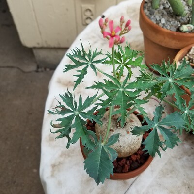 Jatropha integerrima, rare succulent dought tolerant plant ornament cacti cactus