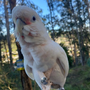 Amber heeft een foto van de aankoop toegevoegd