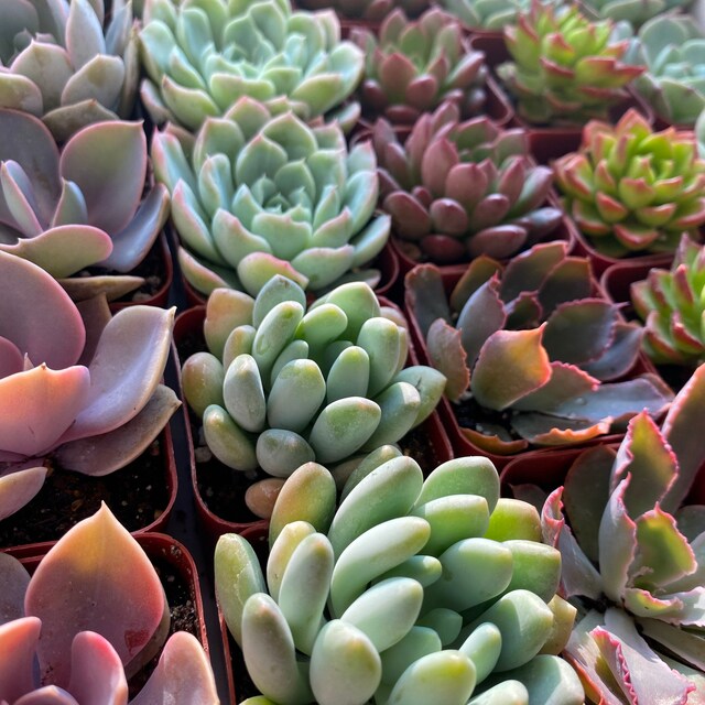その他多肉植物 vegas and Hayford Set of 10 plants each 24 Packs Succulent Plants(6 Varieties), 2'' Assorted