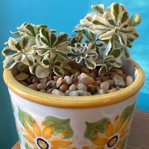 Susan added a photo of their purchase