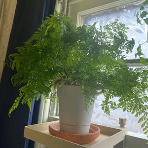 Nancy added a photo of their purchase