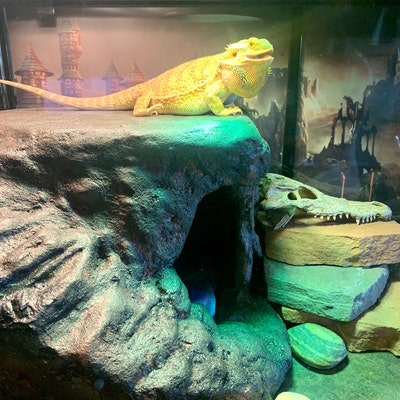 Large Bearded Dragon Basking Platform, Inch Gecko Hide Cave With Heat