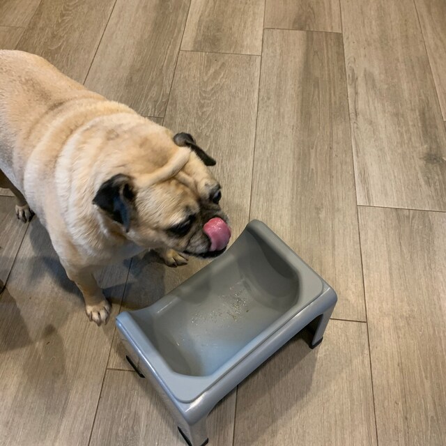 Fluff Trough Best Pet Bowl and Elevated Slow Feeder by FluffTrough