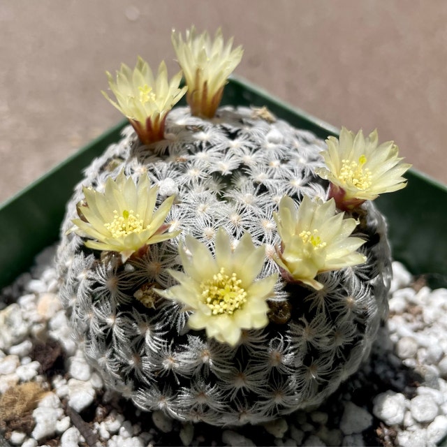 Mammillaria Duwei Cactus Plant Baby Plant New Crop - Etsy
