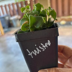 Victoria added a photo of their purchase