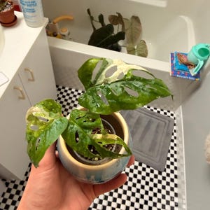 Jake さんが購入した商品の写真を追加しました