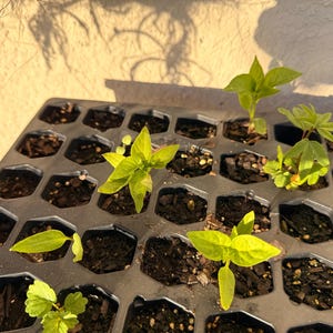 Dayanna added a photo of their purchase