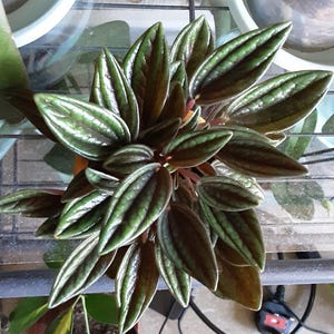 Margaret added a photo of their purchase