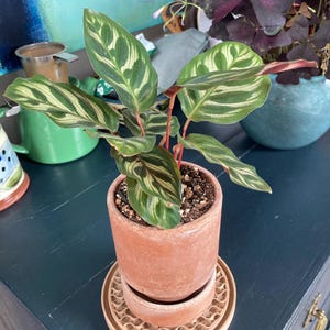 Amelia added a photo of their purchase