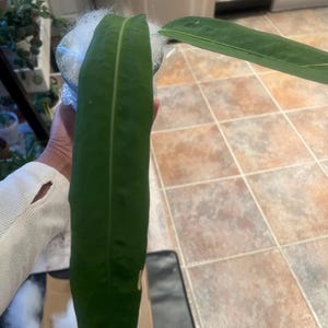 Cassandra added a photo of their purchase