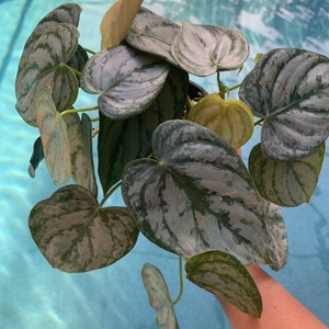 Liana Strode added a photo of their purchase