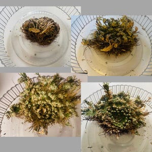 Dr. added a photo of their purchase