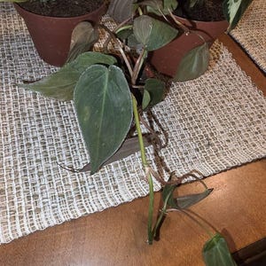 Sara added a photo of their purchase