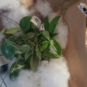 Erin added a photo of their purchase