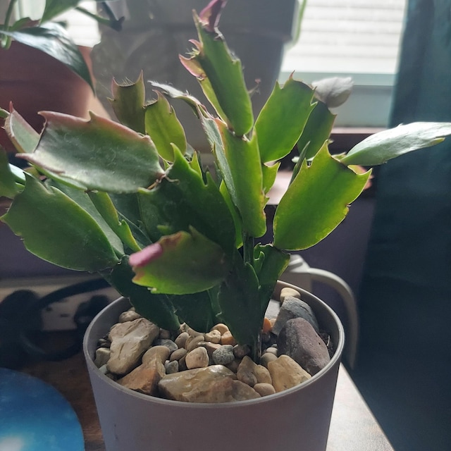 Hot Pink Christmas Cactus, Pink Cactus, Zygo Cactus, Zygocactus