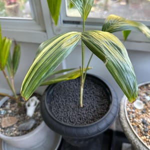 Variegated Christmas Palm Tree; (seedling Size) Adonidia (veitchia