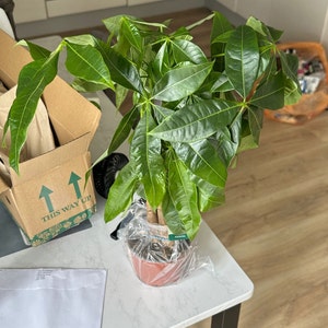 Amina added a photo of their purchase