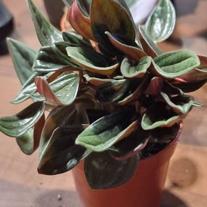 Phoebe added a photo of their purchase