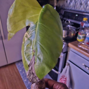 Patricia added a photo of their purchase