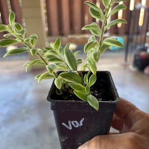 Victoria added a photo of their purchase
