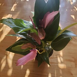 Troya added a photo of their purchase