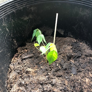 Anita ha añadido una foto de su compra