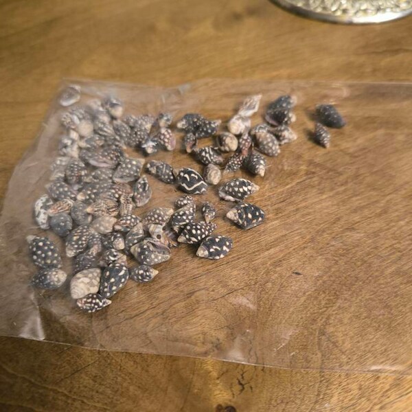 TINY BUTTON Top SNAIL Shells, Miniature Snail Shells, Black Pearl ...