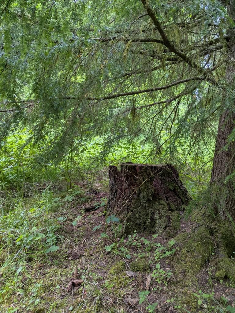 Fairy Door and Windows for Trees Glow in The Dark - Fairy Tree Door- fairy garden- Fairy house - Fairy door for trees- gnome door