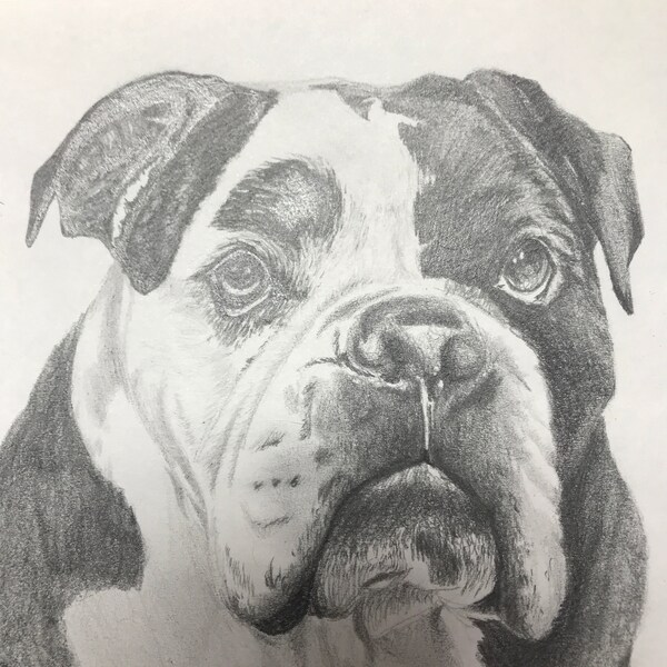 Custom Dog Ears Pencil Drawing Etsy