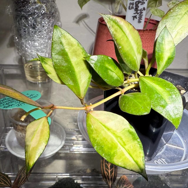 Hoya walliniana (Inner Variegated) | 2-Inch – Hoya Treasures Hoya walliniana (Inner Variegated) | 2-Inch – Hoya Treasures